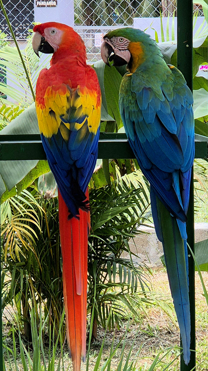 parc animalier - Aras d'Amérique du sud